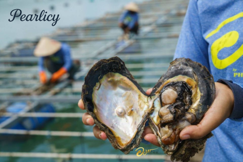 SECTION 1 — The Origin (Pearl Farming)